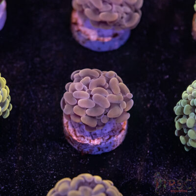 Pink Paarancora Hammer B06