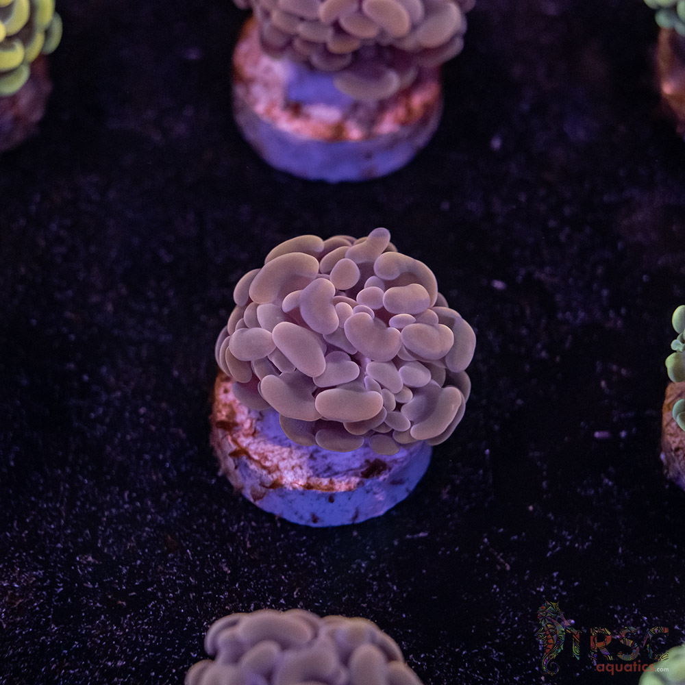 Pink Paarancora Hammer B07 3 Pink Paarancora Hammer B07