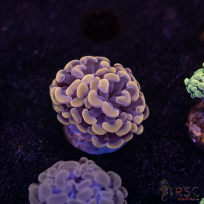 Pink Paarancora Hammer B10