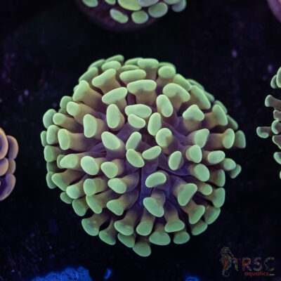 Orange Juice Orange Stem Paarancora Hammer C01