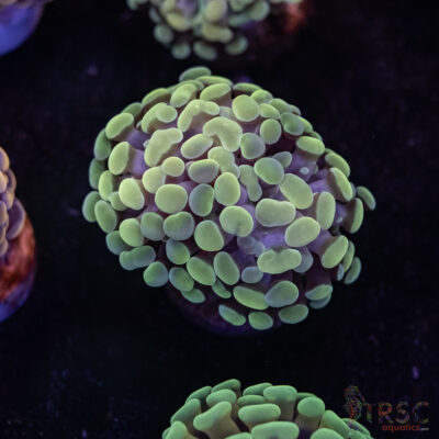 10K Paarancora Hammer C02