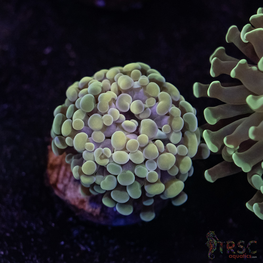 10K Paarancora Hammer C04 3 10K Paarancora Hammer C04