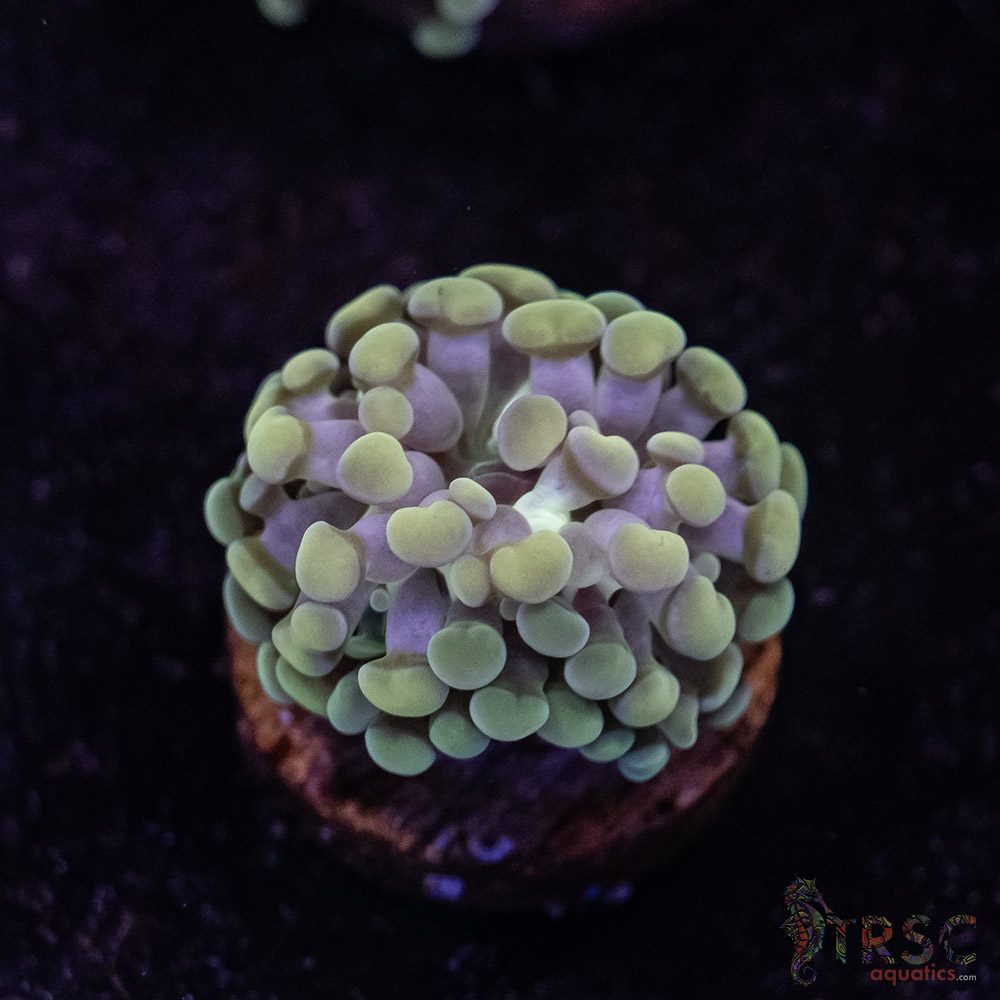 10K Paarancora Hammer C05 3 10K Paarancora Hammer C05