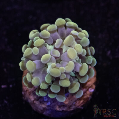 10K Paarancora Hammer C07