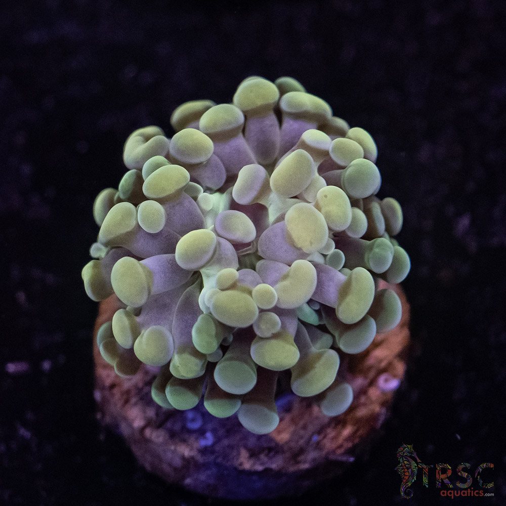 10K Paarancora Hammer C07 3 10K Paarancora Hammer C07