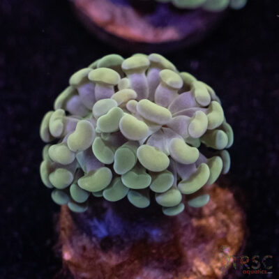 10K Paarancora Hammer C08