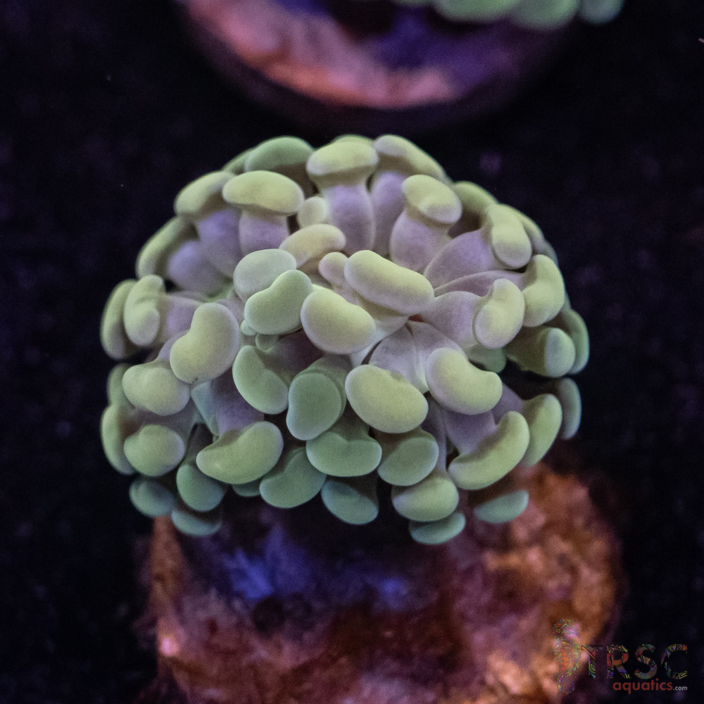 10K Paarancora Hammer C08 3 10K Paarancora Hammer C08