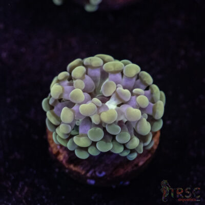 10K Paarancora Hammer C10