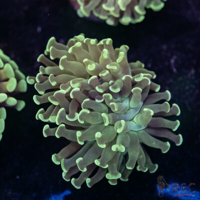 Teal Frammer Paarancora Hammer D01