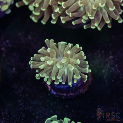 Teal Frammer Paarancora Hammer D03