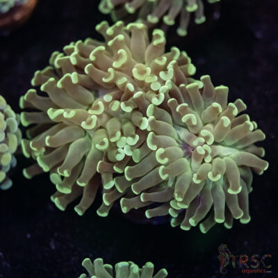 Teal Frammer Paarancora Hammer D04