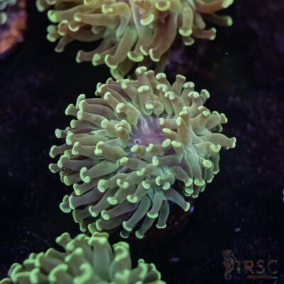 Teal Frammer Paarancora Hammer D05