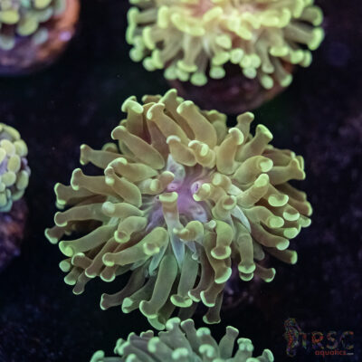 Teal Frammer Paarancora Hammer D06