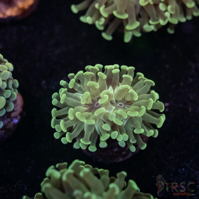 Teal Frammer Paarancora Hammer D07