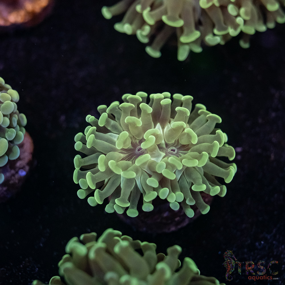 Teal Frammer Paarancora Hammer D07 3 Teal Frammer Paarancora Hammer D07