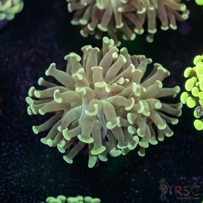 Teal Frammer Paarancora Hammer D08