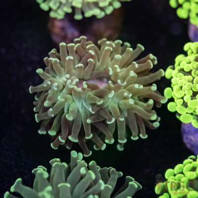 Teal Frammer Paarancora Hammer D09