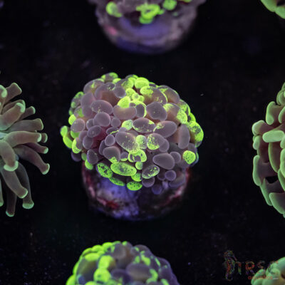 Tri-Color Paarancora Hammer E03