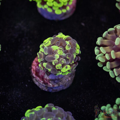 Tri-Color Paarancora Hammer E05