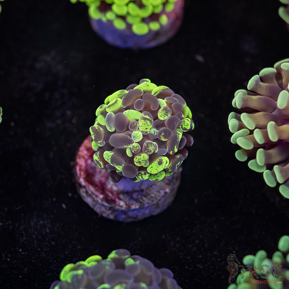 Tri-Color Paarancora Hammer E05 3 Tri-Color Paarancora Hammer E05