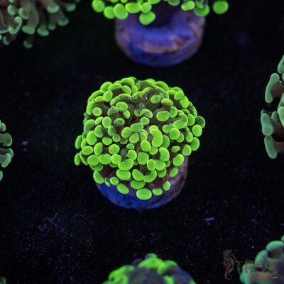 Neon Green Paarancora Hammer E06