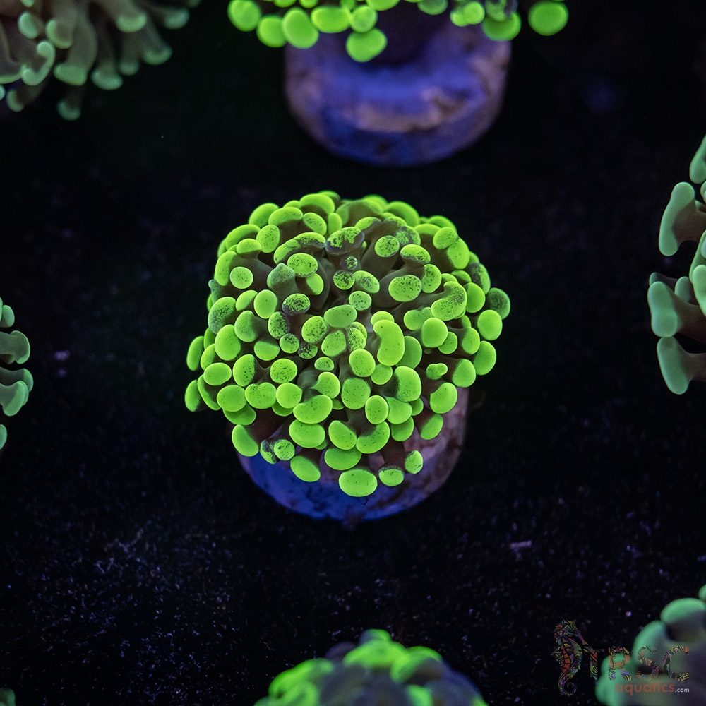 Neon Green Paarancora Hammer E06 3 Neon Green Paarancora Hammer E06