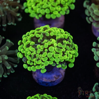 Neon Green Paarancora Hammer E07