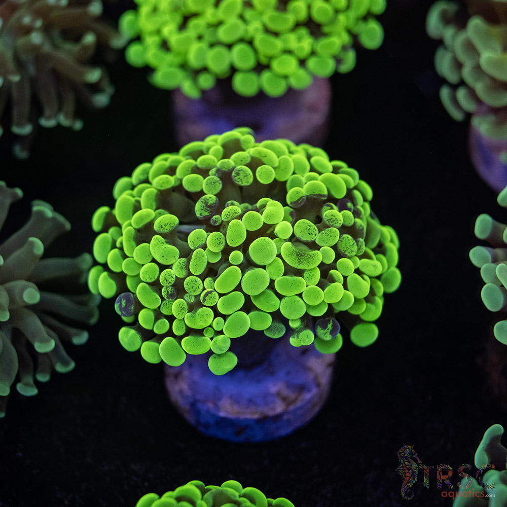 Neon Green Paarancora Hammer E07 3 Neon Green Paarancora Hammer E07