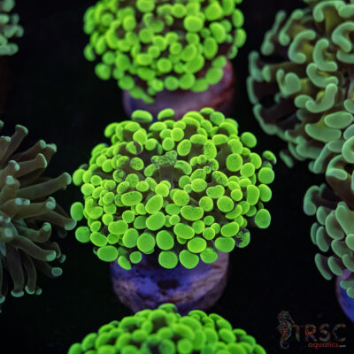 Neon Green Paarancora Hammer E08