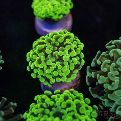 Neon Green Paarancora Hammer E09