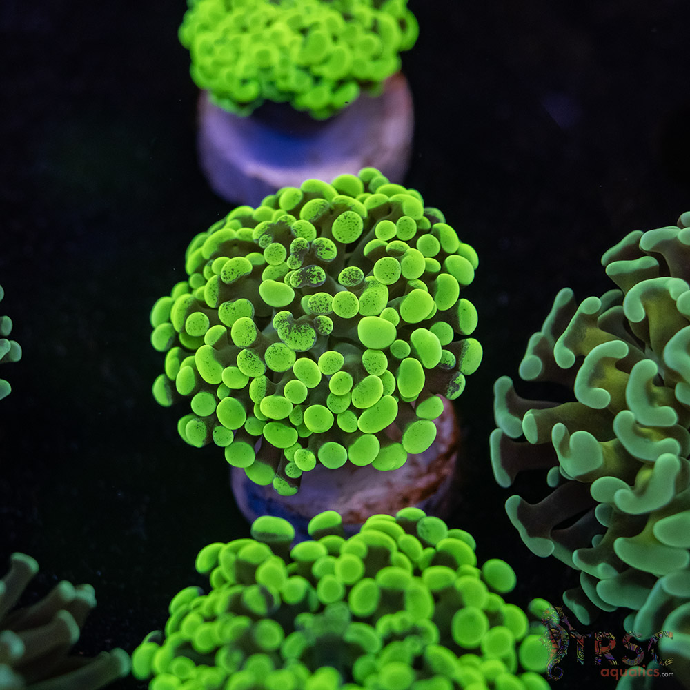 Neon Green Paarancora Hammer E09 3 Neon Green Paarancora Hammer E09