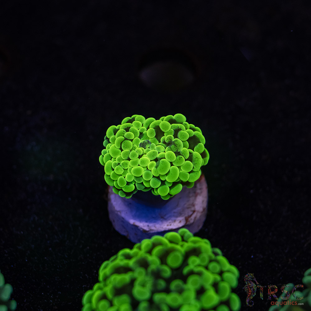 Neon Green Paarancora Hammer E10 3 Neon Green Paarancora Hammer E10