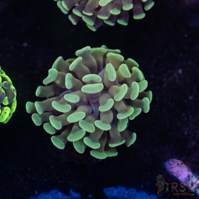 Orange Juice Orange Stem Paarancora Hammer F01