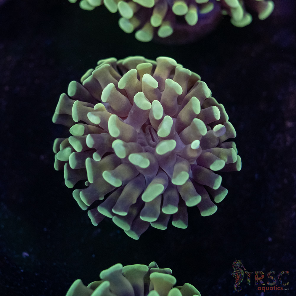 Orange Juice Orange Stem Paarancora Hammer F02 3 Orange Juice Orange Stem Paarancora Hammer F02