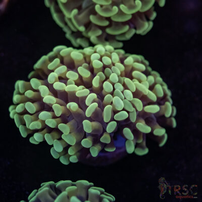 Orange Juice Orange Stem Paarancora Hammer F03