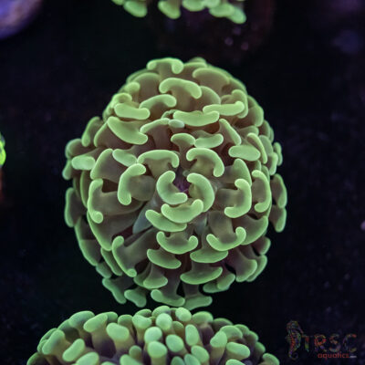 Orange Juice Orange Stem Paarancora Hammer F04