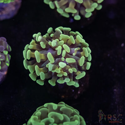 Orange Juice Orange Stem Paarancora Hammer F05