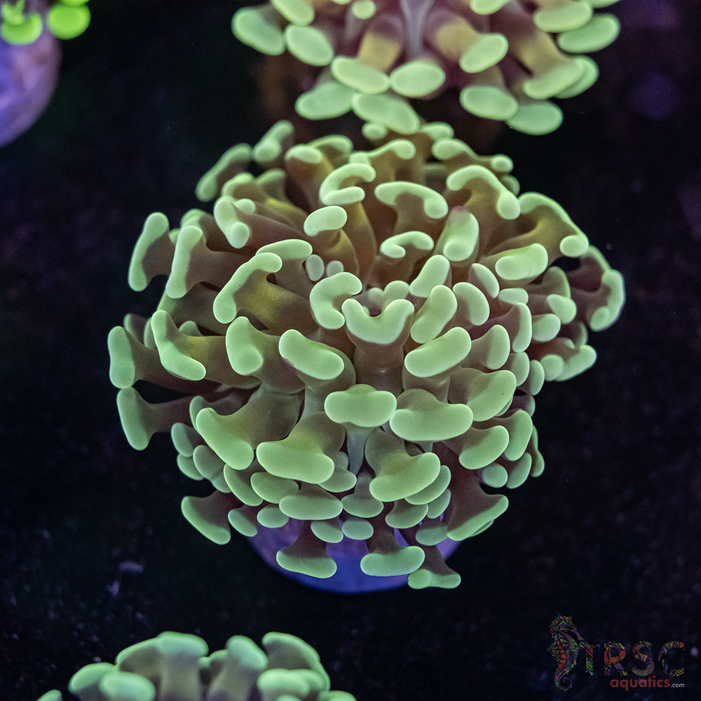 Orange Juice Orange Stem Paarancora Hammer F07 3 Orange Juice Orange Stem Paarancora Hammer F07