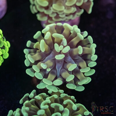 Orange Juice Orange Stem Paarancora Hammer F08