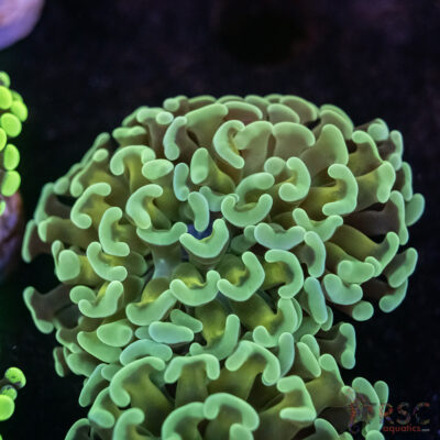 Orange Juice Orange Stem Paarancora Hammer F10