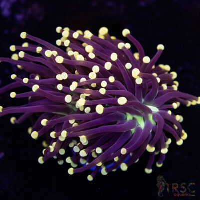 TR Joker Torch 2H A01