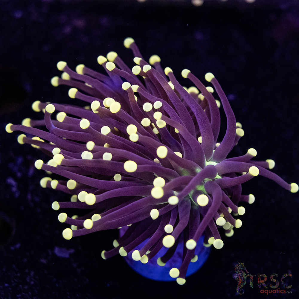 TR Joker Torch 2H A02 3 TR Joker Torch 2H A02