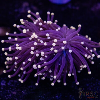 Miami Vice Torch 2H A03