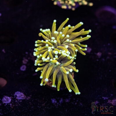 Holy Moly Gold Torch 2H A05