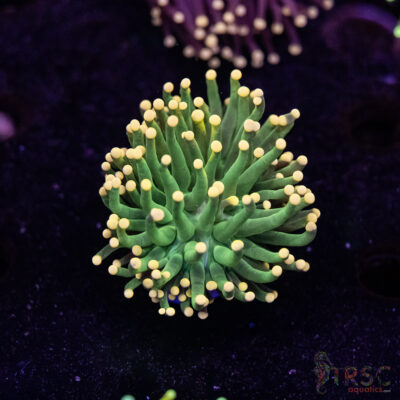 Tangerine Tip Torch A06