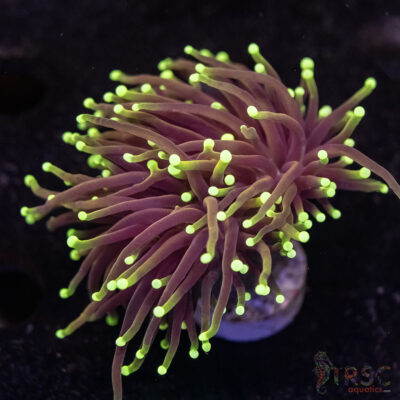 Hellfire Gold Torch B02