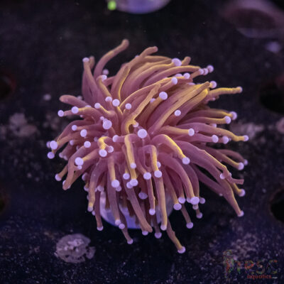 Indo 24K Gold Torch B05