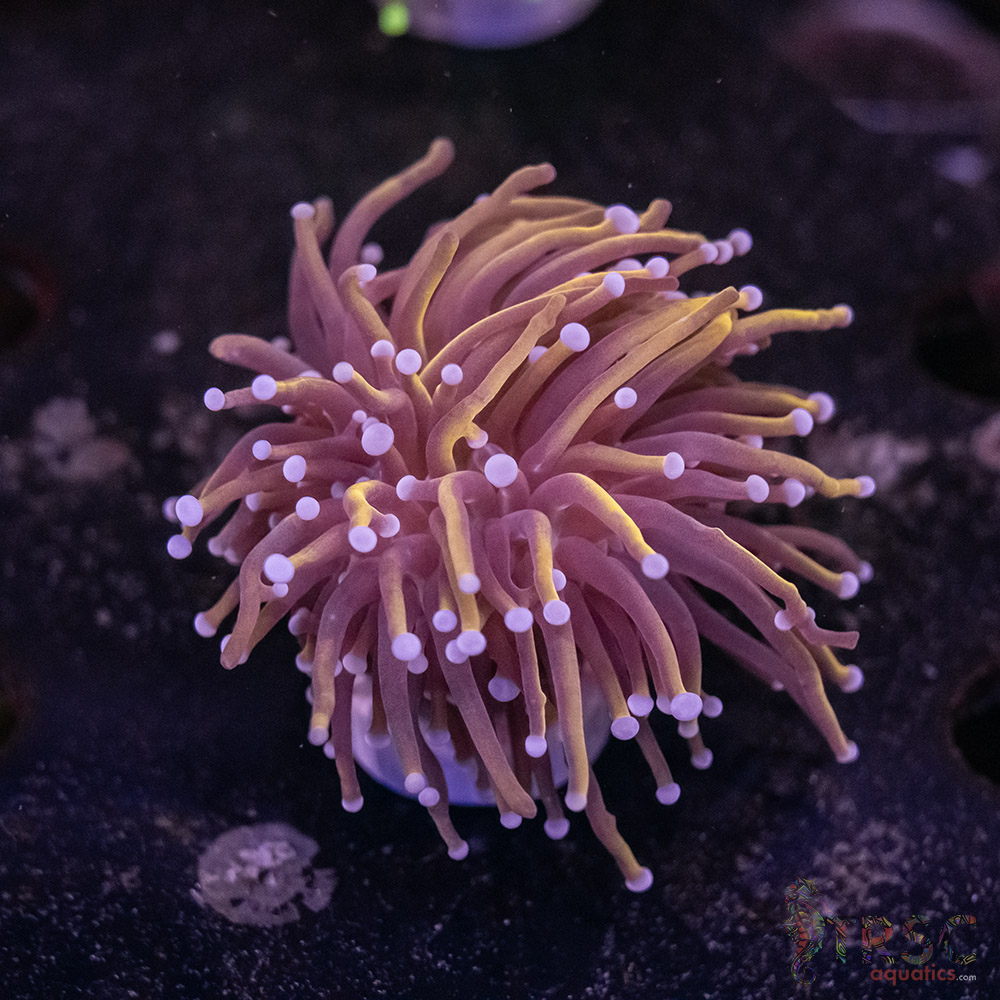 Indo 24K Gold Torch B05 3 Indo 24K Gold Torch B05