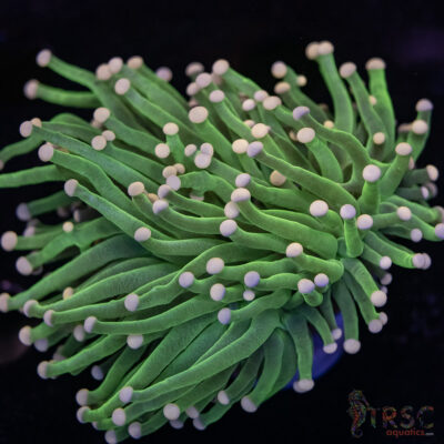 Hellfire Gold Torch Cluster C01