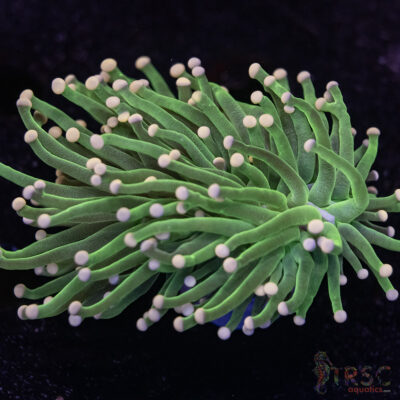 Hellfire Gold Torch C02